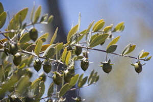 Produkte mit Jojoba Öl von Dr Handl, Wien